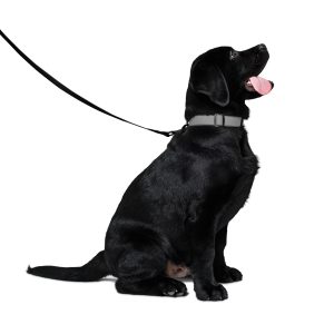 Pet leash